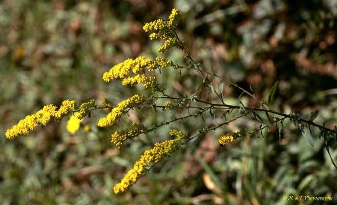{Solidago nemoralis}
